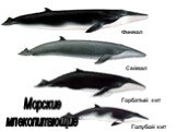 Морские млекопитающие. Финвал Сейвал Горбатый кит Голубой кит