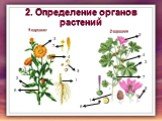 2. Определение органов растений. 1 вариант 3 5 6 2 вариант 7
