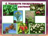 4. Назовите лекарственные растения. Какие из них встречаются на вашем огороде?