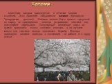 Ханами. Цветение сакуры празднуется в течение многих столетий. Этот праздник называется ханами (буквально - "созерцание цветов»). Ханами может быть просто прогулкой по парку, но традиционно японцы устраивают пикники под цветущими деревьями. Популярные вишневые сады во время праздника полны толп