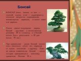 Бонсай. БОНСАЙ (япон. bonsai, от bon — плоский поднос и sai — выращивать), японское искусство выращивания миниатюрных деревьев, а также сами эти деревья. Сосна- самое популярное дерево бонсай - достигает в естественных условиях 20 м в высоту, а в бонсай может быть уменьшена в 30 раз (около 70 см.) П