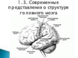 1.3. Современные представления о структуре головного мозга