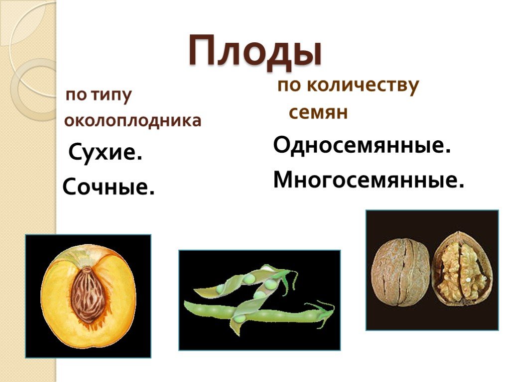 Виды плодов. Семена односемянные и многосемянные. Строение околоплодника плодов. Типы плодов по типу околоплодника. Плод биология 6 класс околоплодник.