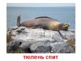тюлень спит