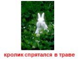 кролик спрятался в траве