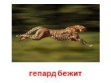 гепард бежит