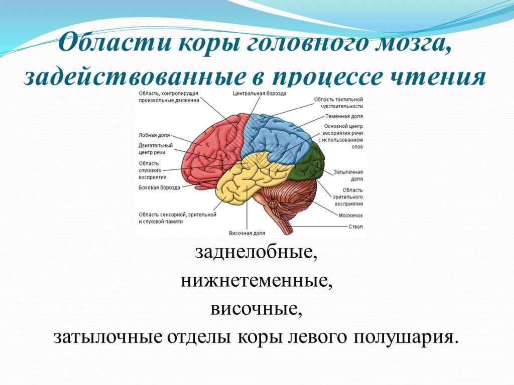 Основные зоны мозга. Нижнетеменные отделы коры головного мозга. Заднелобные отделы коры головного мозга. Височные отделы коры головного мозга.