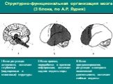 Структурно-функциональная организация мозга (3 блока, по А.Р. Лурия)