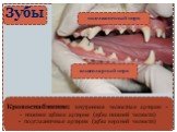 Зубы. подглазничный нерв. альвеолярный нерв. Кровоснабжение: внутренняя челюстная артерия - нижняя зубная артерия (зубы нижней челюсти) подглазничная артерия (зубы верхней челюсти)