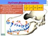 Зубная формула собаки. І С Р М. Секущие зубы – самые крупные коренные зубы (Р4 верхней челюсти и М1 нижней челюсти) Волчий зуб (Р1 обеих челюстей) – имеет конусообразные коронки и единичный простой корень