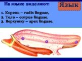 На языке виделяют: 1. Корень – radix linguae, 2. Тело – corpus linguae, 3. Верхушку – apеx linguae. 1 2 3 Язык