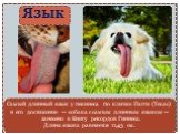 Самый длинный язык у пекинеса по кличке Пагги (Техас) и его достижение — собака с самым длинным языком — занесено в Книгу рекордов Гиннеса. Длина языка равняется 11,43 см.