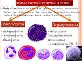 Иммунокомпетентные клетки. Иммунокомпетентные клетки — это клетки, входящие в состав иммунной системы. Все эти клетки происходят из единой родоначальной стволовой клетки красного костного мозга. Гранулоциты Агранулоциты. нейтрофилы эозинофилы базофилы. макрофаги (превращённый моноциты) лимфоциты (B,