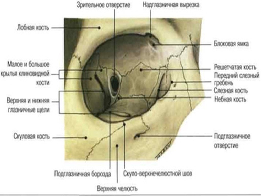 1 строение глазницы. Глазничная кость лобной кости. Костные стенки глазницы анатомия. Медиальная стенка орбиты анатомия. Топография черепа глазница.