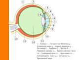 1 —Склера 2 — Сосудистая оболочка 3 — Шлеммов канал 4 — Корень радужки 5 — Роговица 6 — Радужка 7 — Зрачок 8 — Передняя камера 9 — Задняя камера глаза 10 — Цилиарное тело 11 — Хрусталик 12 — Стекловидное тело 13 — Сетчатка 14 — Зрительный нерв.