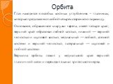 Орбита. Глаз находится в особых костных углублениях – глазницах, которые представляют собой четырехстороннюю пирамиду. Основание, обращенное кнаружи черепа, имеет четыре края; верхний край образован лобной костью, нижний — верхней челюстью и скуловой костью, медиальный — лобной, слезной костями и ве