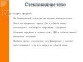 Стекловидное тело. В норме прозрачно. По биохимической структуре оно является коллоидом-гелем. Почти вся поверхность (кроме ДЗН и зубчатой линии) стекловидного тела покрыта пограничной мембраной. Различают переднюю и заднюю (между ДЗН и зубчатой линией) гиалоидные мембраны. Наиболее прочно стекловид