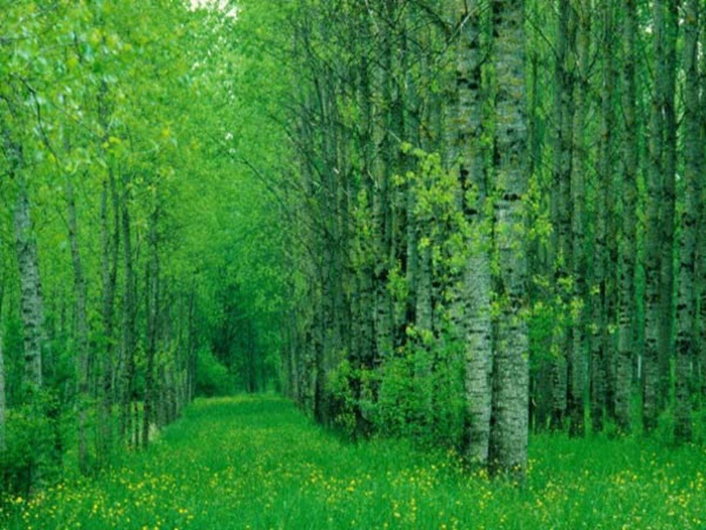 Хвойно мелколиственные. Мелколиственные леса Западной Сибири. Хвойно-мелколиственные леса. Лиственный лес. Лесная зона.