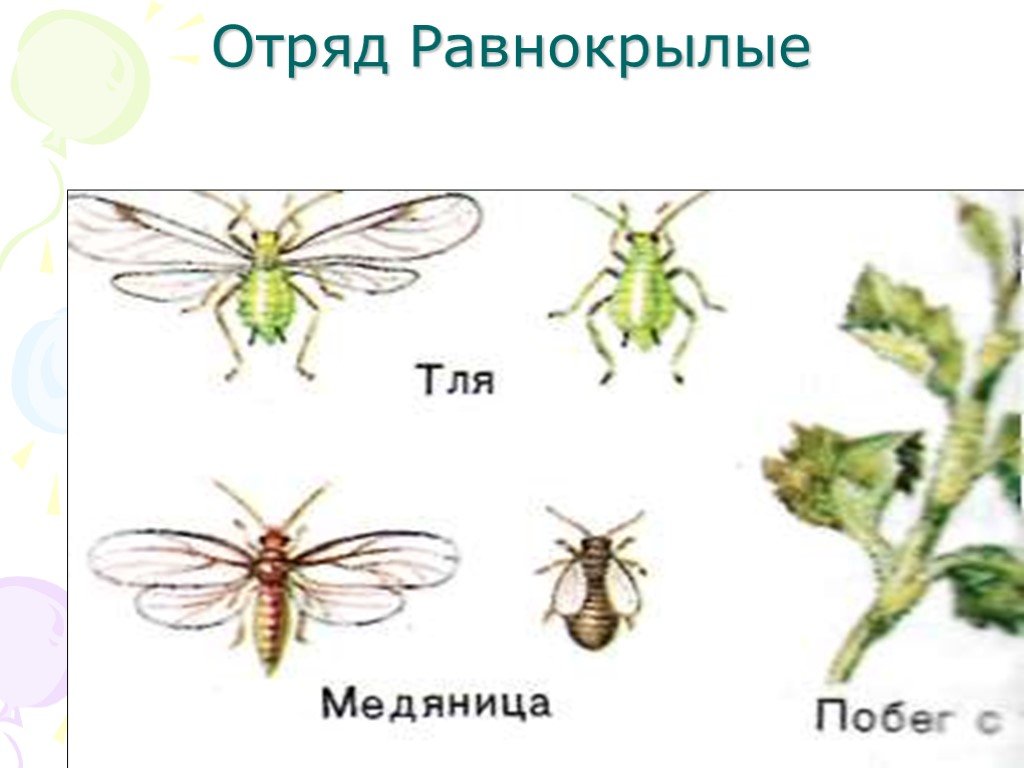 Равнокрылые насекомые презентация