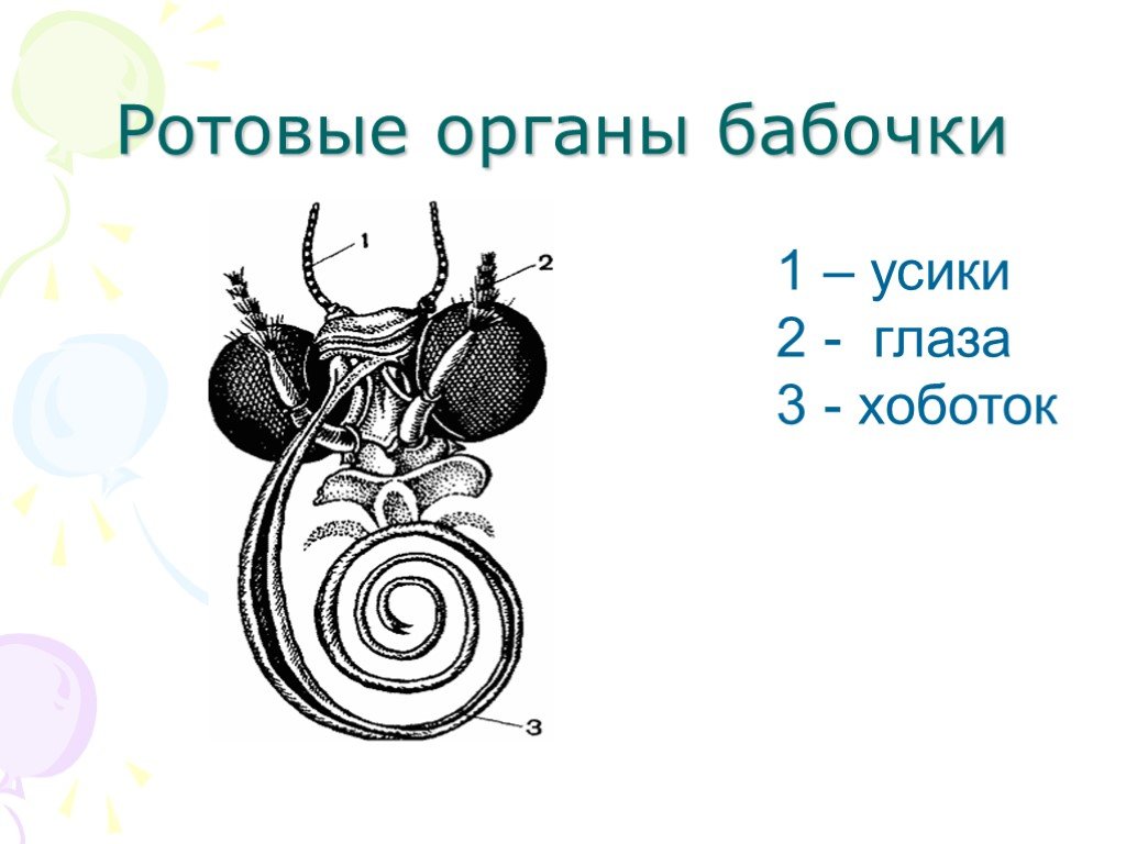 Ротовые органы. Строение ротового аппарата бабочки. Строение ротового аппарата чешуекрылых. Ротовой аппарат чешуекрылых бабочек. Хоботок бабочки строение.