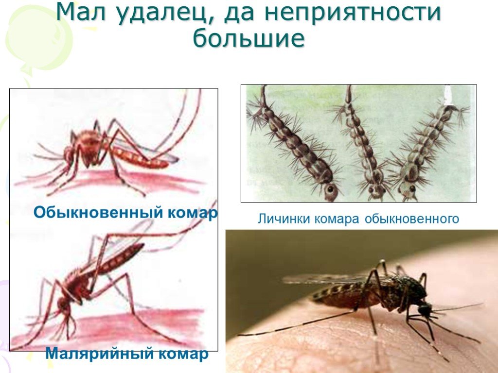 Какие животные питаются личинками комаров. Личинка обычного и малярийного комара. Ложный малярийный комар. Комар малярийный и обыкновенный. Отличие укуса комара и малярийного.
