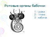 Ротовые органы бабочки. 1 – усики 2 - глаза 3 - хоботок