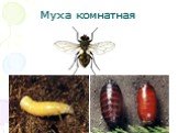 Муха комнатная