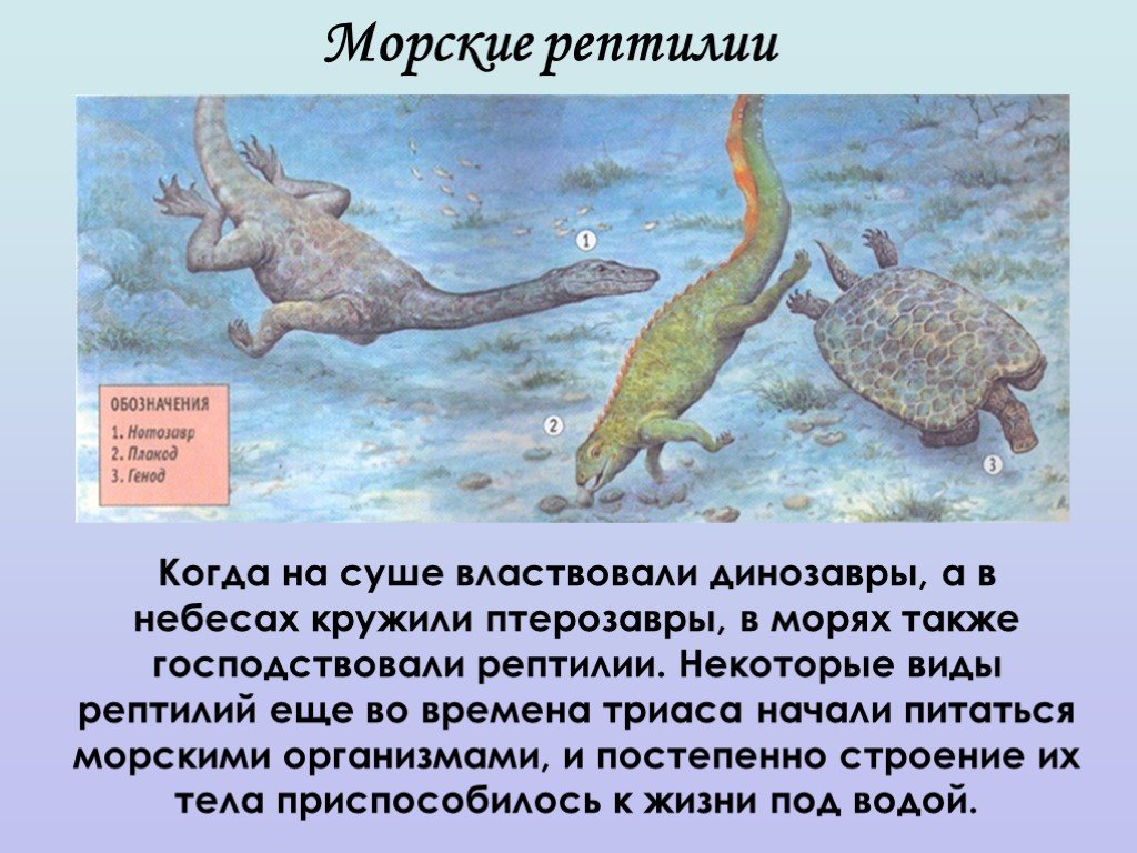 Морские динозавры картинки с названиями. Водные динозавры названия с картинками.