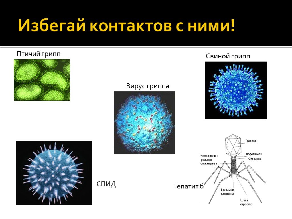 Вирусы 6 класс биология. Вирусы 6 класс. Вирус гриппа. Вирусы презентация 6 класс.