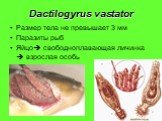 Dactilogyrus vastator. Размер тела не превышает 3 мм Паразиты рыб Яйцо свободноплавающая личинка  взрослая особь