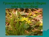 Гусиный лук желтый (Gagea lutea (L.) Ker-Gawl. Гусиный лук желтый (Gagea lutea (L.) Ker-Gawl)