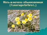 Мать-и-мачеха обыкновенная (Tussilago farfara L.)