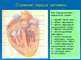 Строение сердца человека. Рис. Сердце человека , продольный разрез: 1 - верхняя полая вена, 2 - правое предсердие, 3 - правый предсердно- желудочковый клапан, 4 - правый желудочек, 5 - межжелудочковая перегородка, 6 - левый желудочек, 7 - сосочковые мышцы, 8 - сухожильные хорды, 9 – левый предсердно