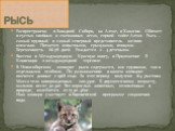 Распространена в Западной Сибири, на Алтае, в Хакасии. Обитает в густых хвойных и смешанных лесах, горной тайге Алтая. Рысь – самый крупный и самый северный представитель мелких кошачьих. Питается копытными, грызунами, птицами. Беременность 66-78 дней. Рождается 2 - 4 детеныша. Внесена в Международн