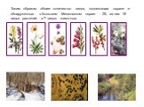 Таким образом общее количество видов, подлежащих охране и обнаруженных в Большом Мешковском овраге - 25, из них 18 видов растений и 7 видов животных.