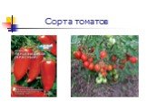 Агротехника томатов Слайд: 6