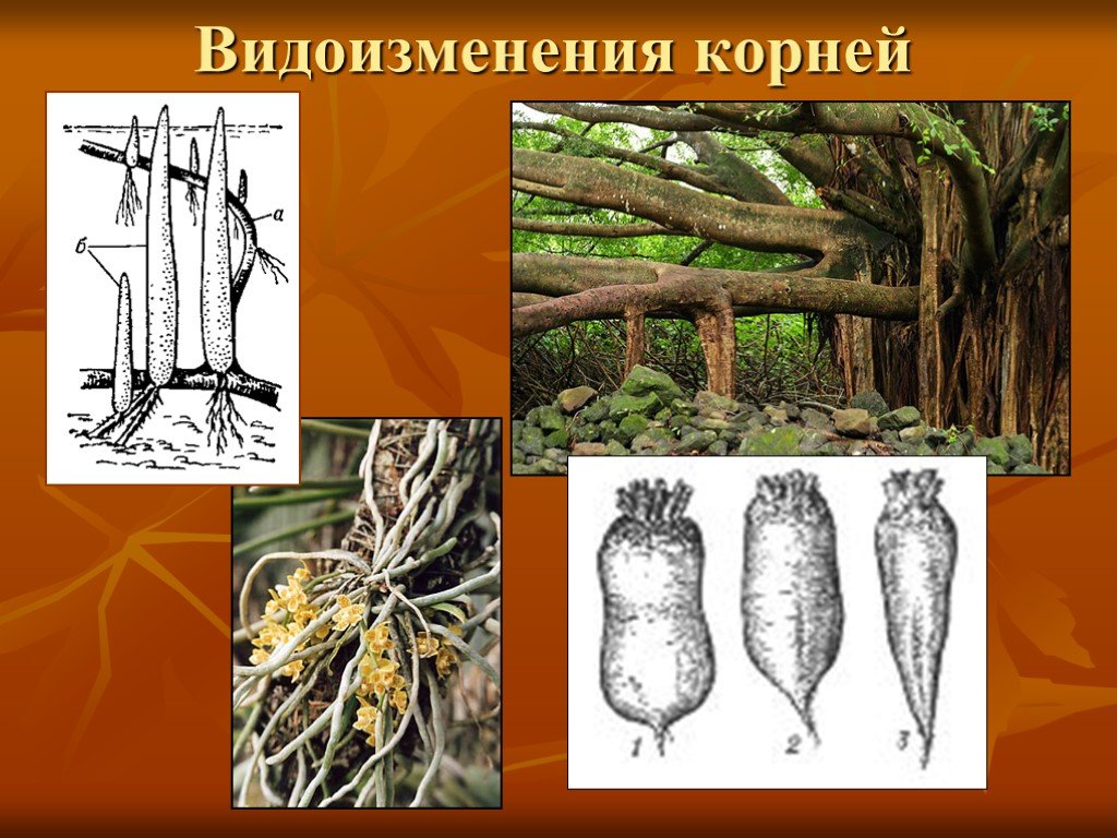 Какое видоизменение корня изображено на рисунке. Корни присоски корни подпорки и. Корневые клубни корни прицепки воздушные корни. Разнообразие видоизменений корней растений. Шикша видоизменение корня.