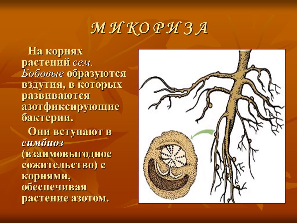 Обеспеченный корень. Азотфиксирующие бактерии на корнях. Симбиоз растений и азотфиксирующих бактерий. Вступают в симбиоз с корнями растений. Азотфиксирующие бактерии относятся к.