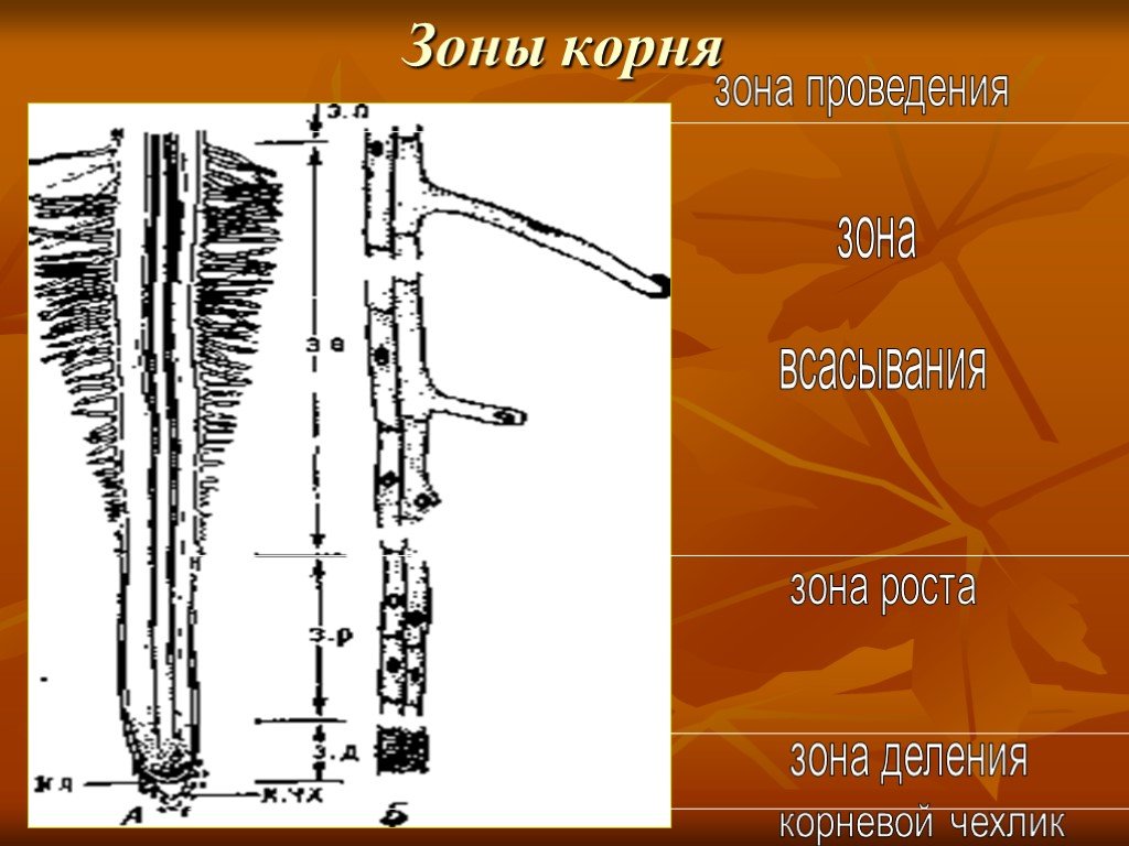 Рост корня в толщину 6 класс. Зоны корня. Зоны корня рисунок. Соотнеси названия зон корня с точками на изображении. Зоны роста для презентации.