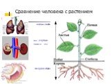 Сравнение человека с растением. Почки (клубни) Содержащие эфир. легкие-листья желудок-корень