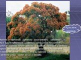 Красная и коричневая древесина махагониевого, саппанового и ряда других тропических деревьев, часто также называемых красным деревом. Очень прочная, с красивой текстурой древесина хорошо полируется и издавна используется для изготовления высококачественной мебели. Иногда красным деревом называется д