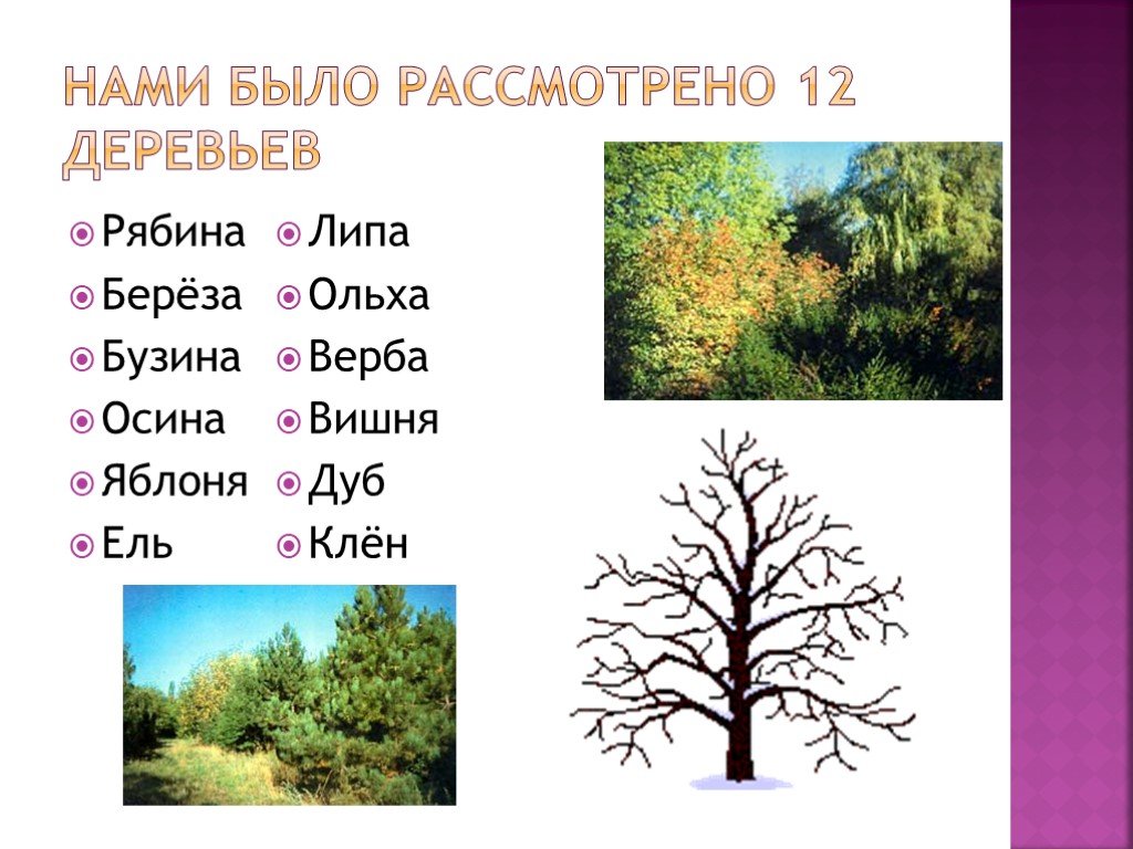 Имена обозначающие дерево