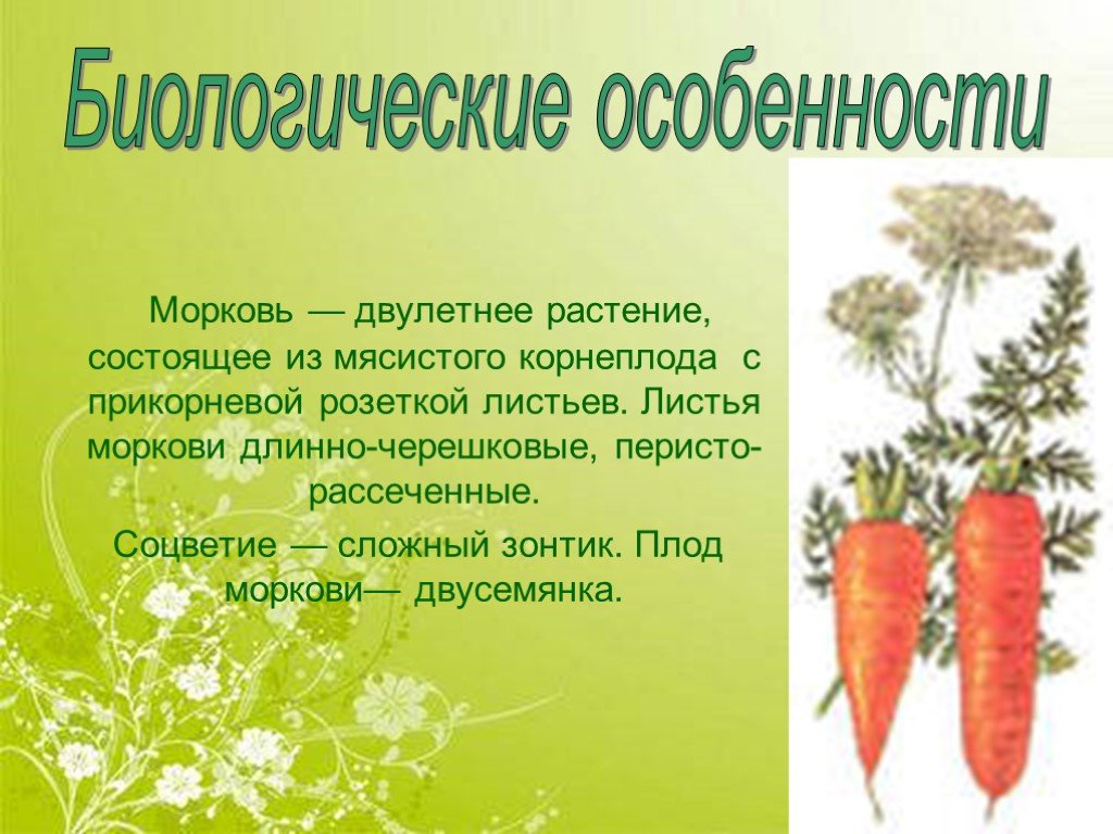 Морковь является растением. Описание моркови. Биологические особенности моркови. Плод моркови. Биологическая характеристика моркови.