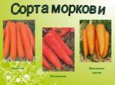 Сорта моркови Нантская Витаминная. Московская зимняя