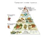 Гарвардская пищевая пирамида
