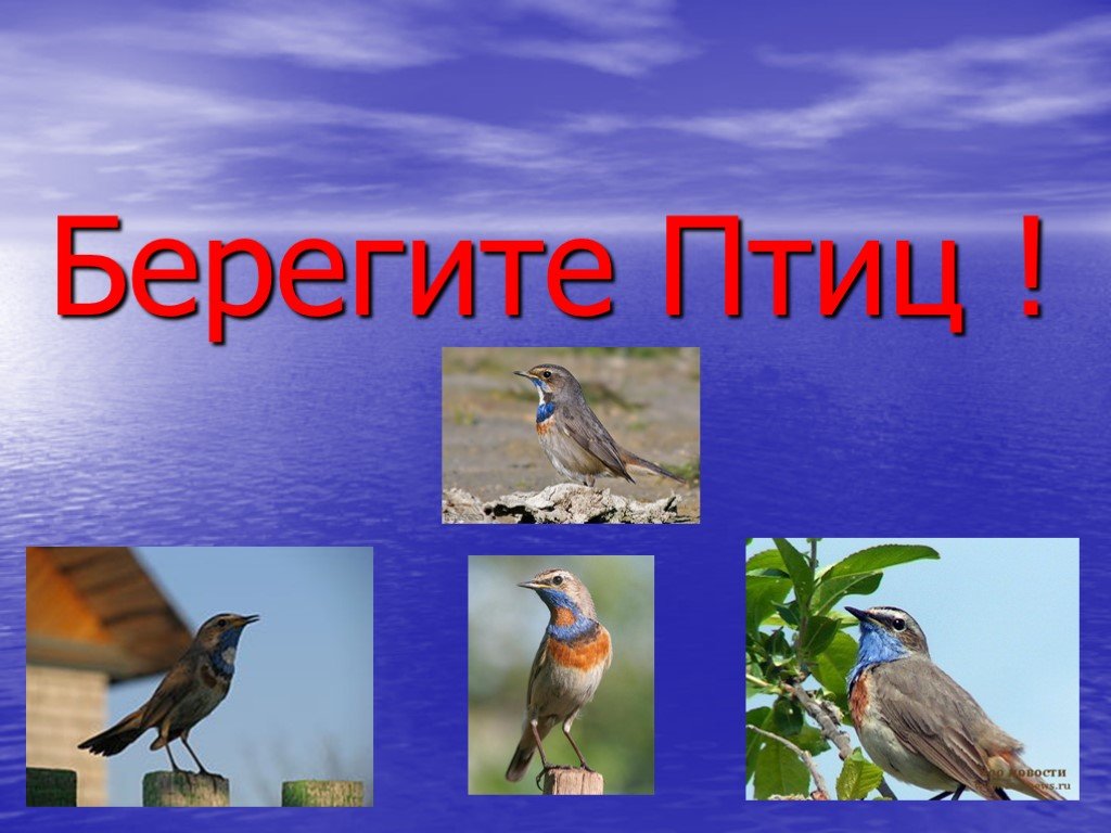 Берегите птиц презентация