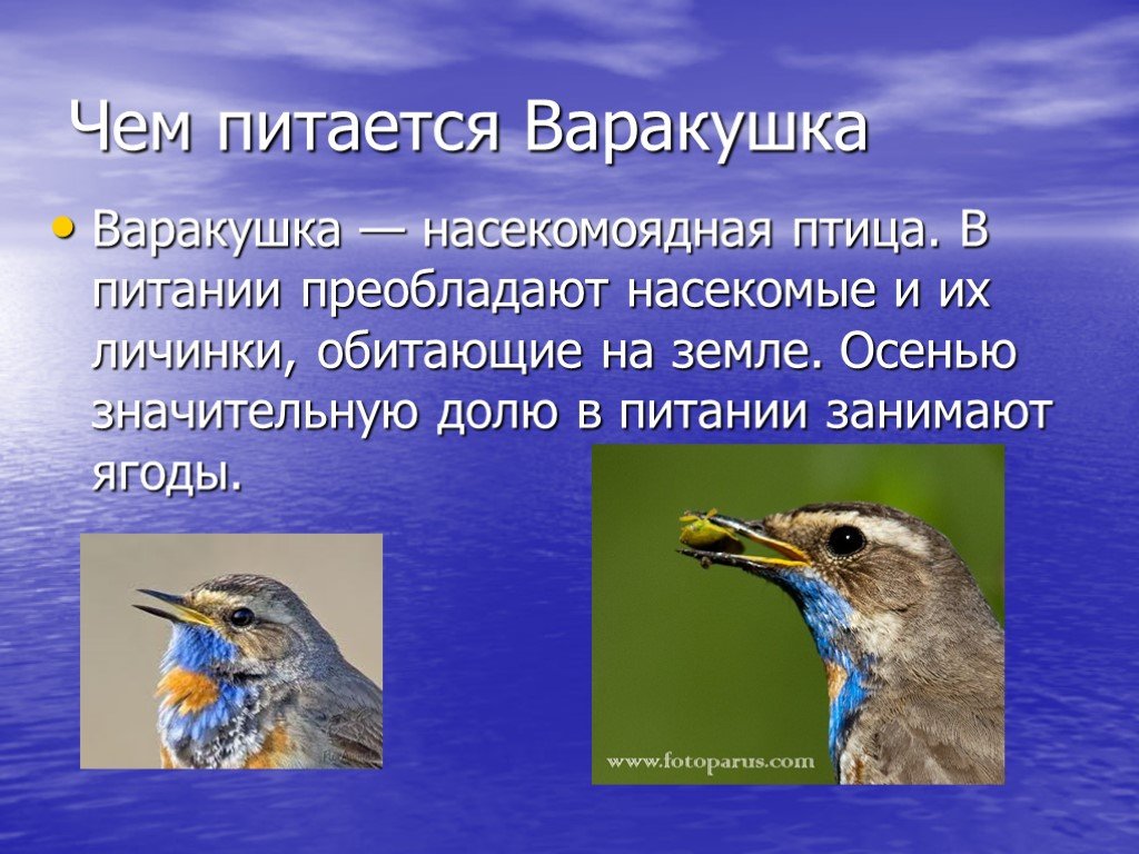 Сигнал к началу осеннего перелета насекомоядных. Варакушка птица описание. Варакушка где обитает. Птицы, питающиеся личинками насекомых. Варакушка птица фото и описание.