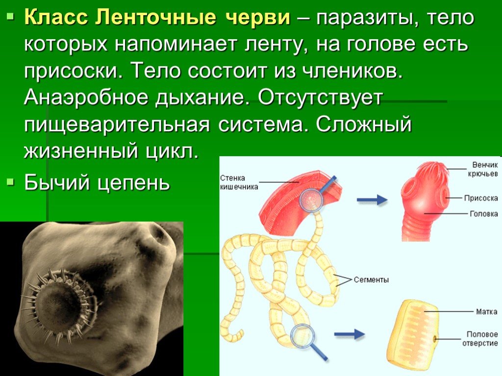 Черви тип дыхания. Класс ленточные черви паразиты. Дыхательная система ленточных червей. Биология 7 класс дыхательная система ленточных червей. Ленточные черви анаэробы.