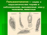 Гельминтология — наука о паразитических червях и заболеваниях, вызываемых ими у человека, животных