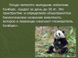 Панда питается молодыми побегами бамбука, съедая за день до 30 кг. Это пристрастие и определило общепринятое биологическое название животного, которое в переводе означает «пожиратель бамбука».